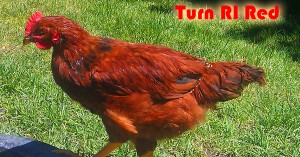 Turn RI Red